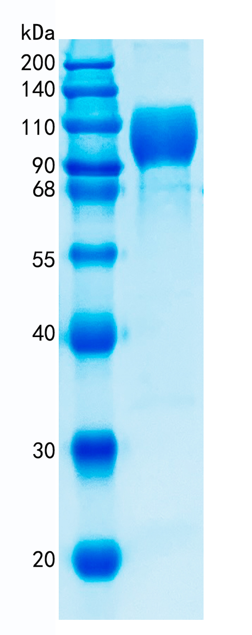 GX00454 Human IL23R