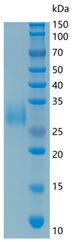 GX00459 Mouse Adiponectin