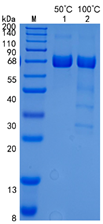 GX00467 Mouse TGF beta Receptor II