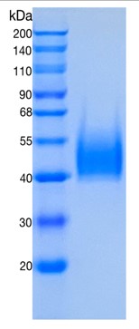 GX00471 Human B7-H6