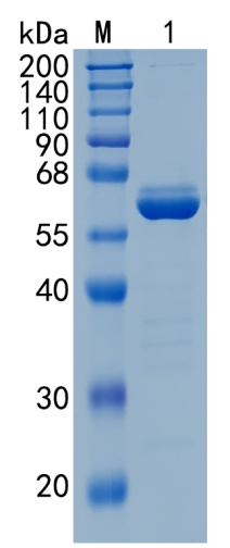 GX00485 Human BTNL8