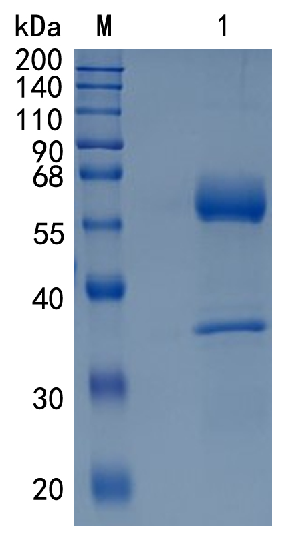 GX00487 Human CLEC9A