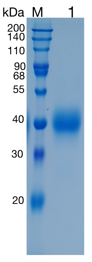 GX00493Human BTN2A1
