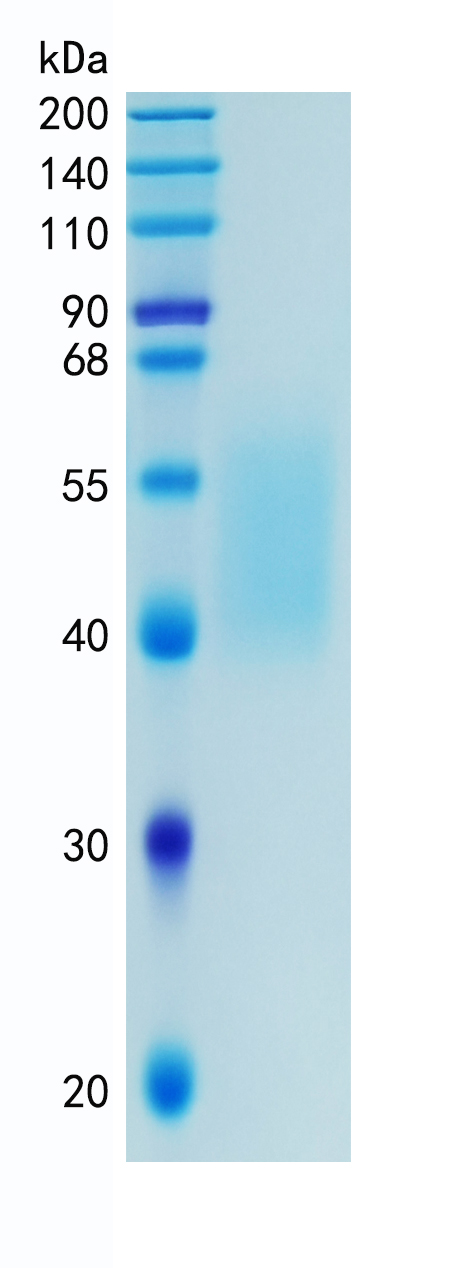 GX00496 Human B7-H4