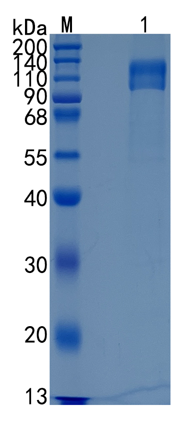 GX00518 Human IL-17RC