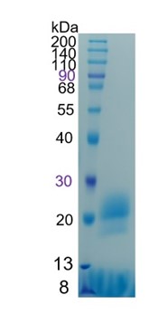 GX00519 Human Mouse Rat FNDC5