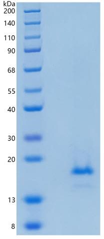 GX00531 Human IL1F10