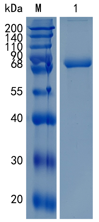 GX00533 Human Nectin 2
