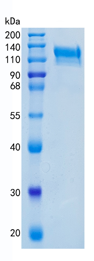 GX00534 Human CD100