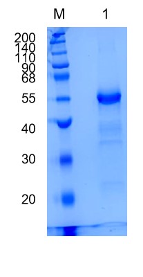 GX00537 Human DR3