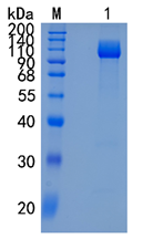 GX00544 Human TrkC