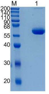 GX00549 Human VSIG2