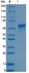 GX00550 Human CNDP1