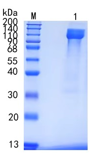 GX00555 Human OSMR