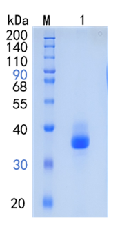 GX00557 Human Chymotrypsin