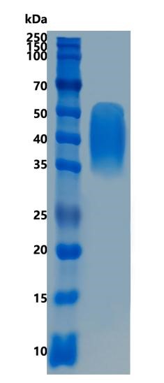 GX00560 Human PD-L2