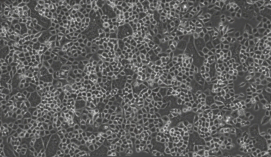 1752129162486