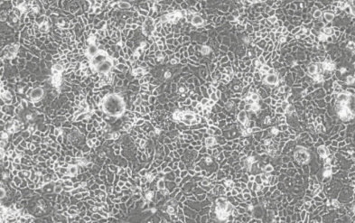 1752130441486